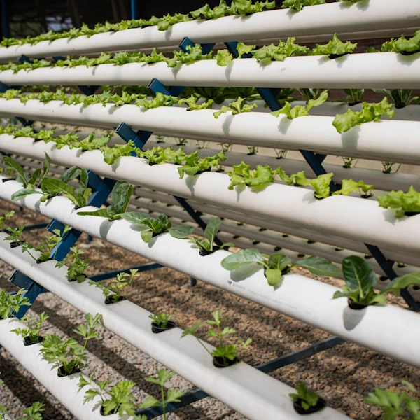 Parque Agroindustrial Sostenible “Grow Green”